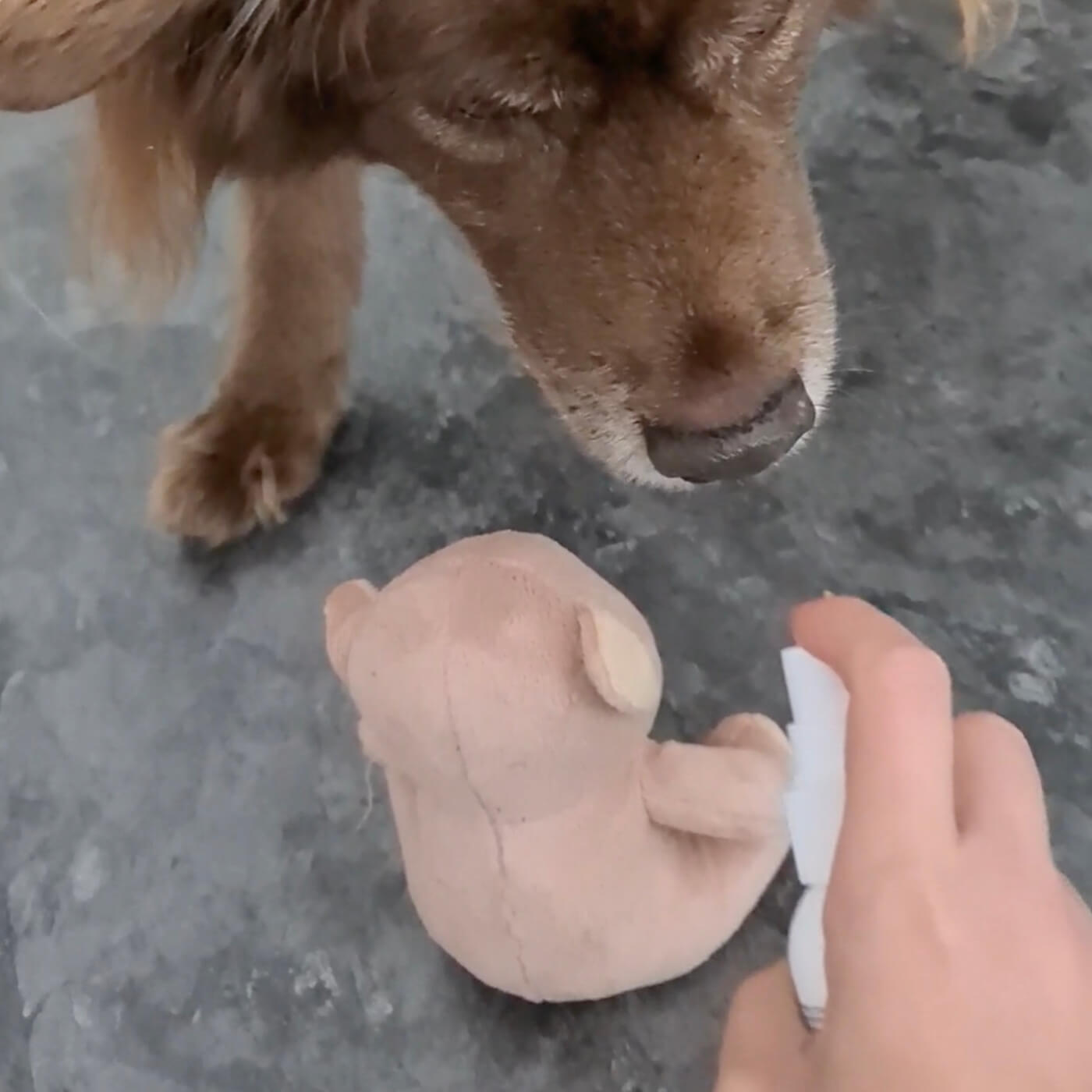 Alkoholfreie Desinfektion Hund - 250 ml Sprühflasche