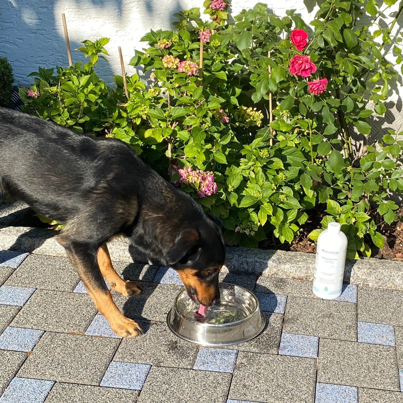 Alkoholfreie Desinfektion Trinkwasser Haustiere  - 1 l